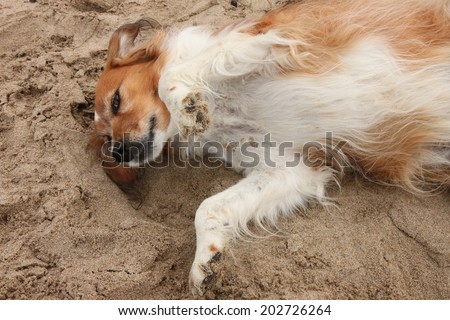 red collie type dog in sand at the beach rolling on its back showing its belly