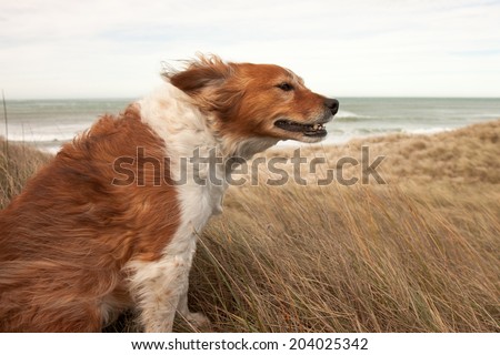 Image, Stock Photo windswept Wind Walking