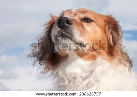 portrait of a fluffy red haired collie type dog at a windy surf beach