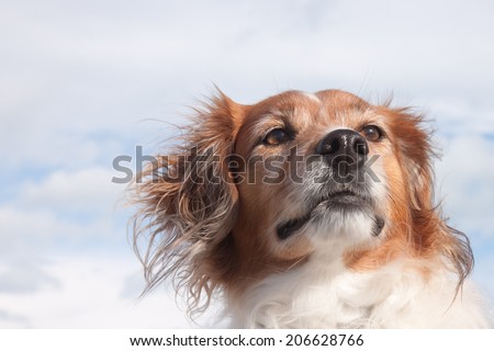 portrait of a fluffy red haired collie type dog at a windy surf beach