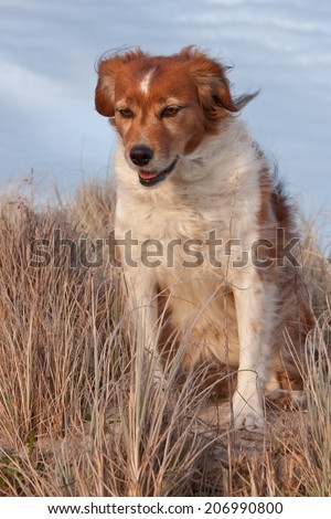fluffy red haired collie type sheep dog in long dune grass at a beach in New Zealand