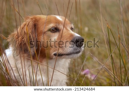 Red haired dog in a field of long grass and Spring freesia flowers near a beach in New Zealand
