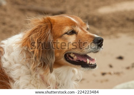 close up portrait head of red collie type sheep dog