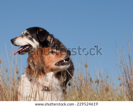 red haired collie type farm dog snapping at flies in a grassy field with a black and tan dog behind her