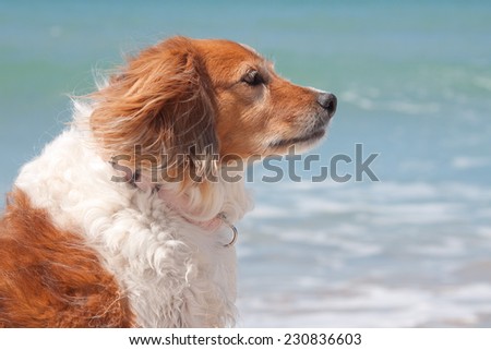 portrait of a red haired collie type dog at a beach