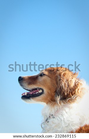 portrait of red collie type dog against a clear blue sky background