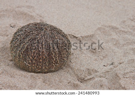 Sea egg or sea urchin or kina or sea hedgehog or Echinoidea
