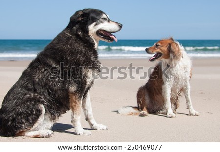 two happy non-working working dogs at a beach together