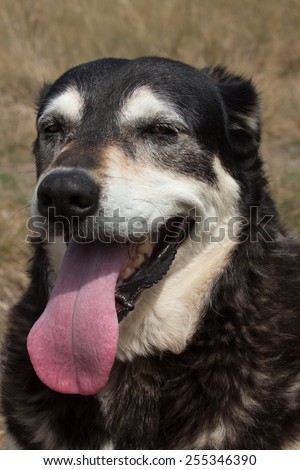 portrait of hot and thirsty New Zealand huntaway sheep dog with its tongue hanging out