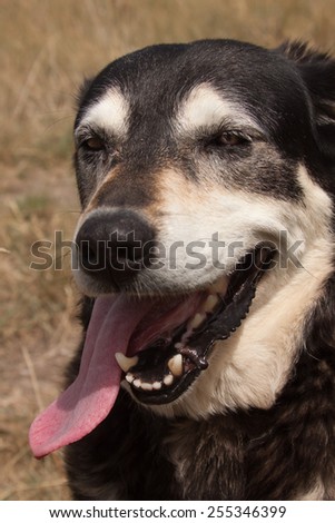 portrait of hot and thirsty New Zealand huntaway sheep dog with its tongue hanging out