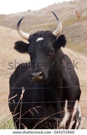 young black cattle beast with long curved horns