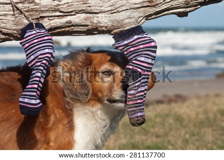 dog with wet sand clothing hanging out to dry on a driftwood log at a beach in New Zealand