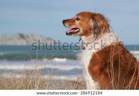 red haired collie type dog sitting grinning and showing its teeth in sand dunes at Gisborne beach, New Zealand