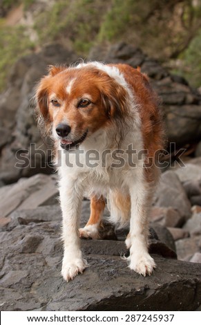 red haired collie type dog standing on a big rock at a beach on the Coromandel Peninsula, North Island, New Zealand