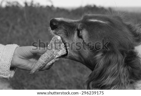 black and white image of collie type pet dog eating owner\'s waffle cone ice cream