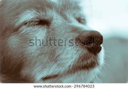 close up of collie type dog\'s face with eyes shut in monochromatic gray scale tones