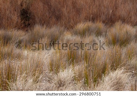 field of beach sand dune grasses at marine nature reserve area in natural realistic color