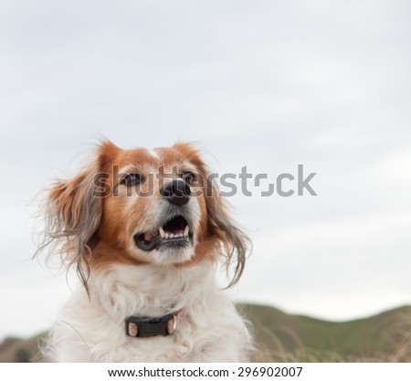 head and shoulders of red haired collie type dog with green pastoral farming hillside in background against a blank sky,East Coast, New Zealand