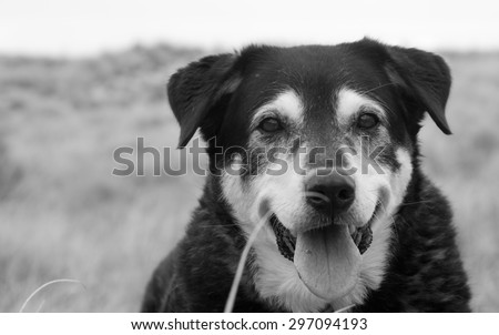 middle distance color view of smiling black and white sheep dog  in a beach side meadow of dune grasses