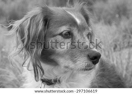 monochromatic gray scale head and shoulders image of red long haired collie dog alone looking over shoulder in an overcast landscape