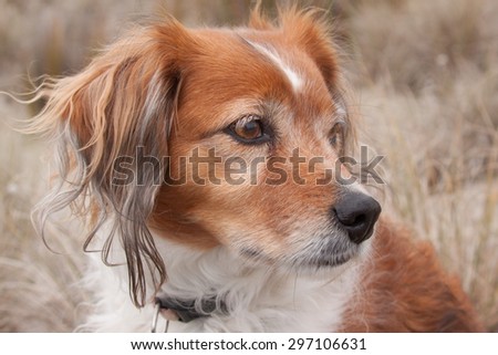 color head and shoulders image of red long haired collie dog alone looking over shoulder in a grassy landscape
