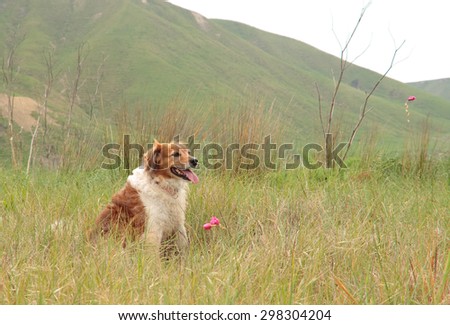 red haired collie type dog in coastal field with long grass with spring bulbs