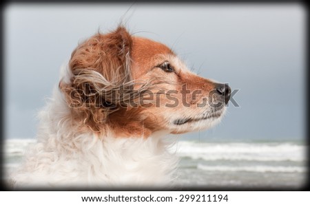 black bordered horizontal landscape portrait of red haired fluffy collie type dog with ears blowing in sea breeze at a beach in Gisborne, East Coast, North Island, New Zealand