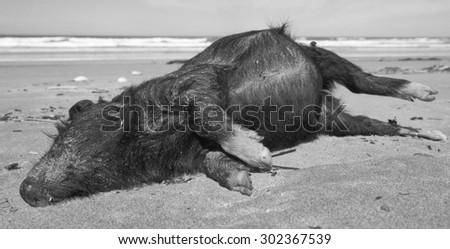 gray scale monochromatic documentary image of dead piglet washed up on Mahanga Beach, East Coast, New Zealand