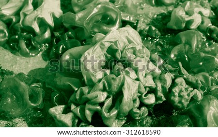 air-filled parcels of seaweed growing en mass on a rocky shore at Tatapouri, Gisborne, East Coast, North Island, New Zealand