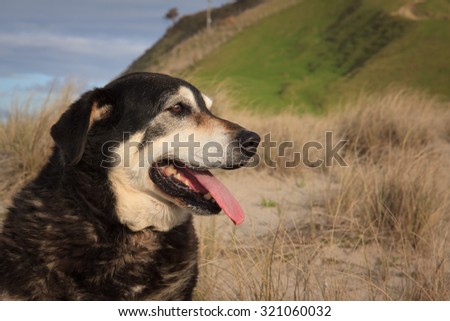 portrait in profile view of a happy old sheep dog with tongue out sitting among sand dunes at a beach in New Zealand