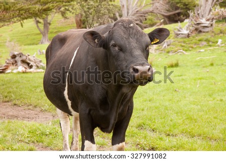 Frisky yearling bull calf, Sponge Bay, Gisborne, North Island, New Zealand