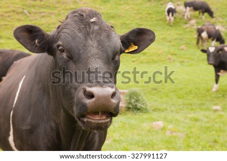 Frisky yearling bull calf, Sponge Bay, Gisborne, North Island, New Zealand