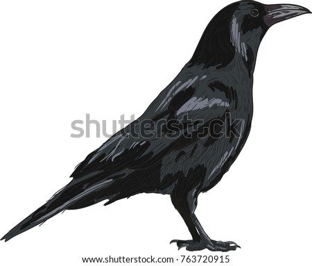 Raven vector drawing illustration