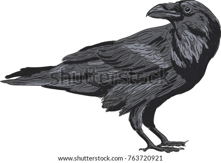 Raven vector drawing illustration