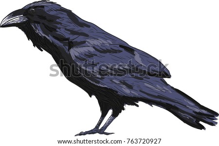 Raven vector drawing illustration