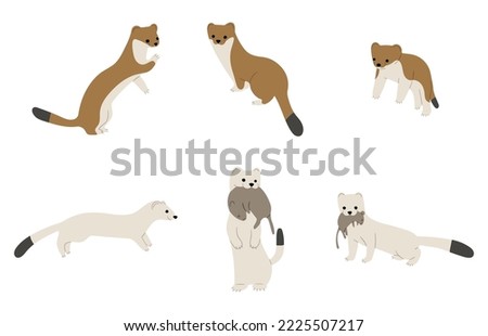 stoats,ermine and weasels cute 1 on a white background, vector illustration. Some stoats turn completely or partially white in winter.