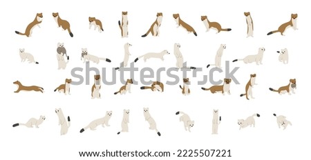 stoats,ermine and weasels cute collection 1 on a white background, vector illustration. Some stoats turn completely or partially white in winter.