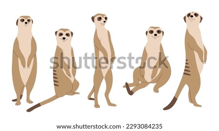 Meerkat 2 cute on a white background, vector illustration