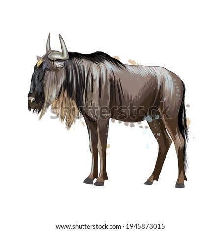 Wildebeest from a splash of watercolor, colored drawing, realistic. Vector illustration of paints