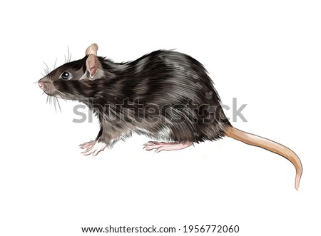 Rat, mouse from a splash of watercolor, colored drawing, realistic. Vector illustration of paints