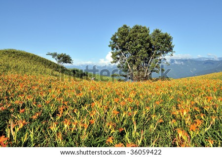 rural landscape with two trees in day-lily field