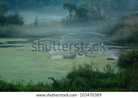 Similar – Image, Stock Photo Overgrown trees in foggy forest under sky