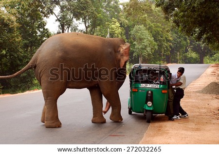 POLONNARUWA, SRI LANKA - DECEMBER 6, 2008: Wild elephant attacks a three-wheeler with passengers in Sri Lanka. No one was injured
