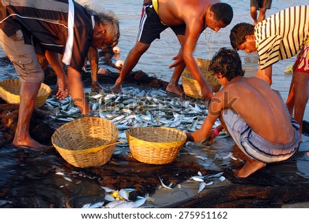 GOA, INDIA - NOVEMBER 23, 2007: Fishermen take the fish out of the seine in the late afternoon.