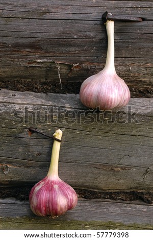 Two garlic bulbs are attached with the pin and the nail to the wall of the village log-house in the Russian village for drying.