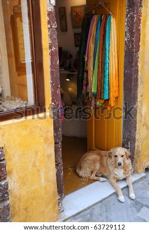 Stray dog at the gift shop entrance in the town of Thira (Fira) of Santorini archipelago in Greece