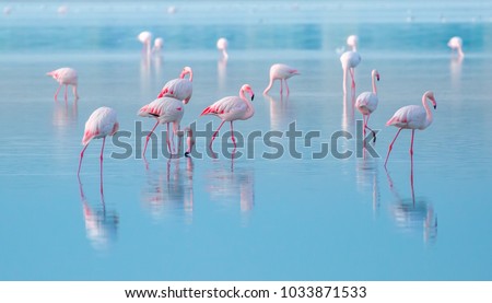 Similar – Image, Stock Photo Flock of flamingos on lake
