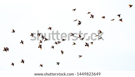 Similar – Image, Stock Photo Flock of birds against dark sky