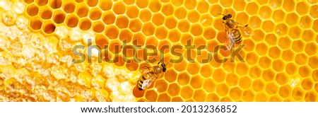 Beautiful honeycomb with bees close-up. A swarm of bees crawls through the combs collecting honey. Beekeeping, wholesome food for health. Foto stock © 