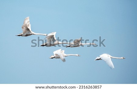 Similar – Image, Stock Photo Flock swans swims in the pond. Wintering of wild birds in the city. Survival of birds, nature care, ecology environment concept, fauna ecosystem